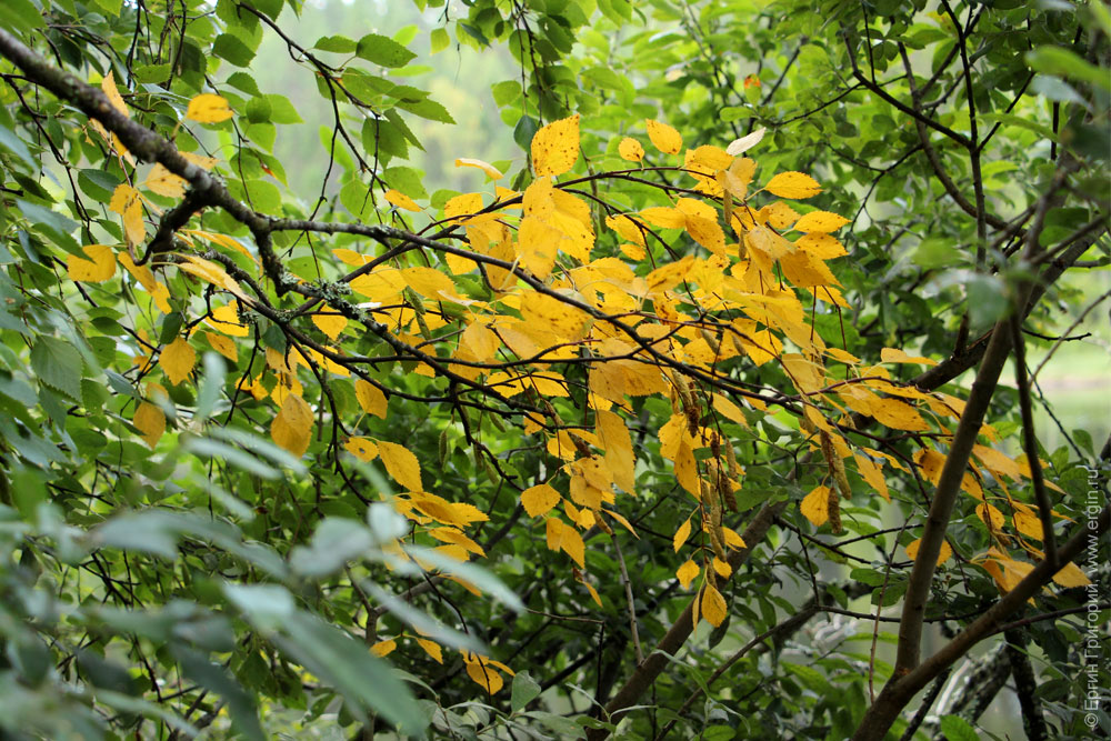 Первые желтые листья на берегу Нейтиярви