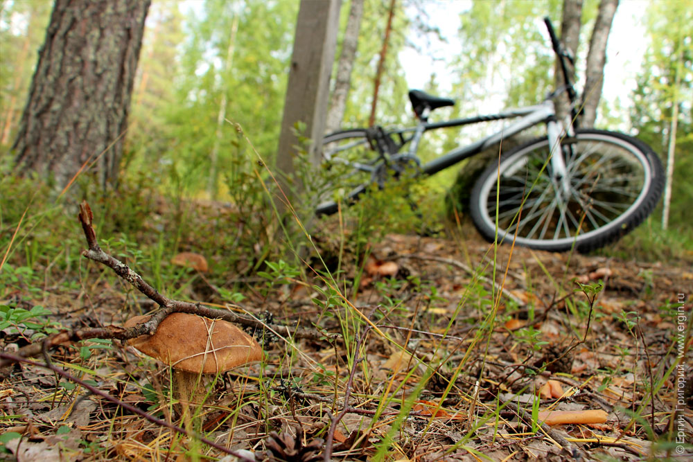 Сбор грибов на велосипеде в Лиексе
