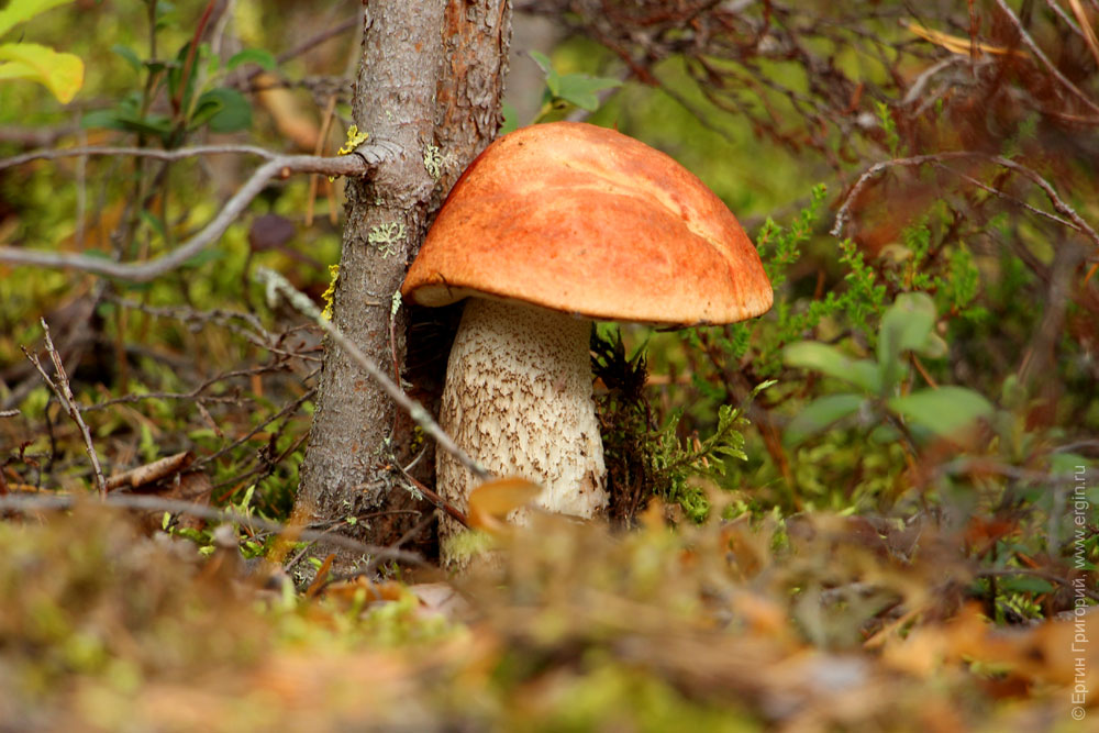 Красный гриб у дерева кемпинг Нейтикоски Лиекса