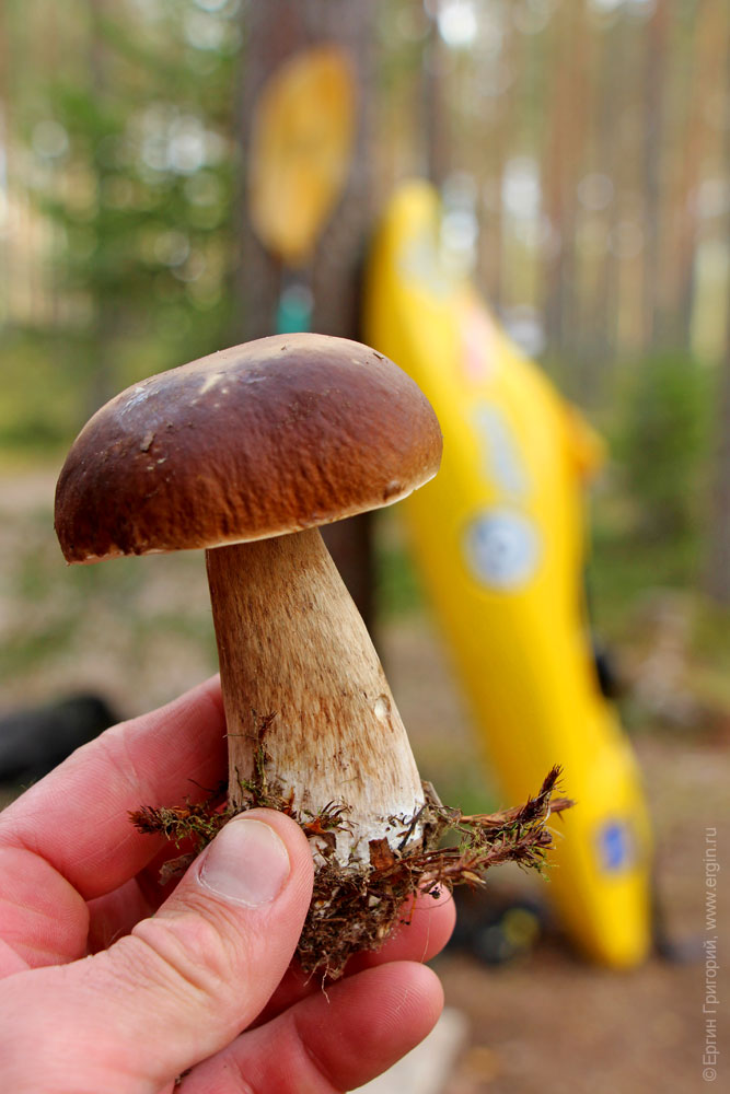 Сбор грибов и каякинг в Финляндии Lieksa Neitikoski