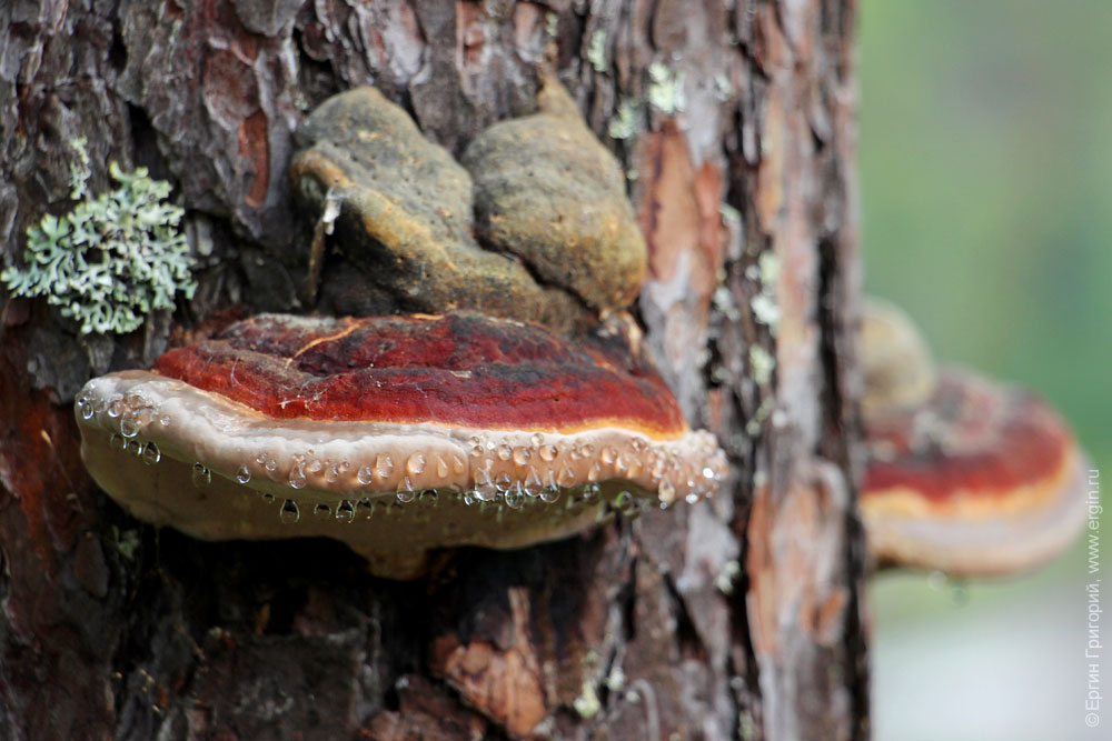 Древесные грибы с капельками дождя на дереве в Нейтикоски