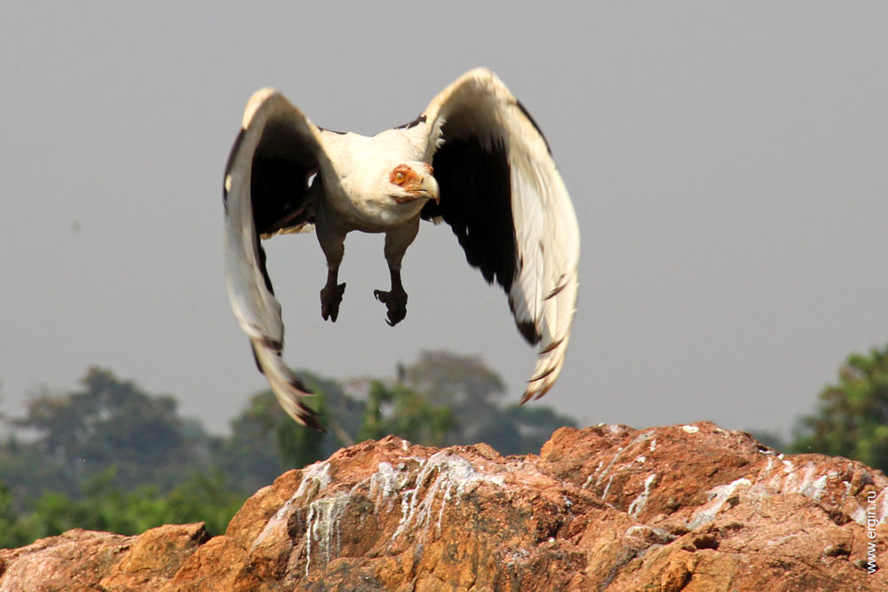African fish eagle орлан-крикун