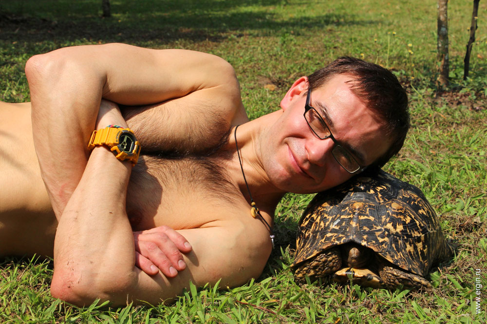 Черепаха подушка лежу Африка