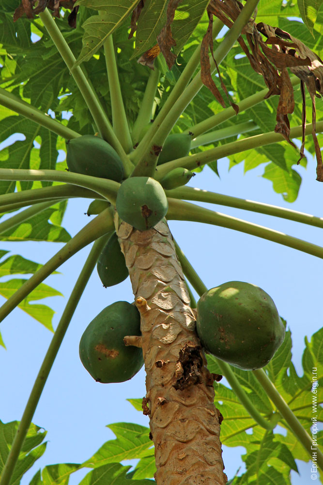 Плоды папайи на пальме растут Африка Уганда