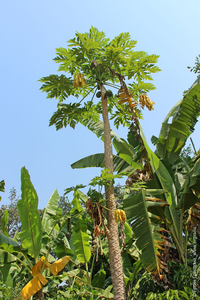 Как растет папайя пальма дынное дерево