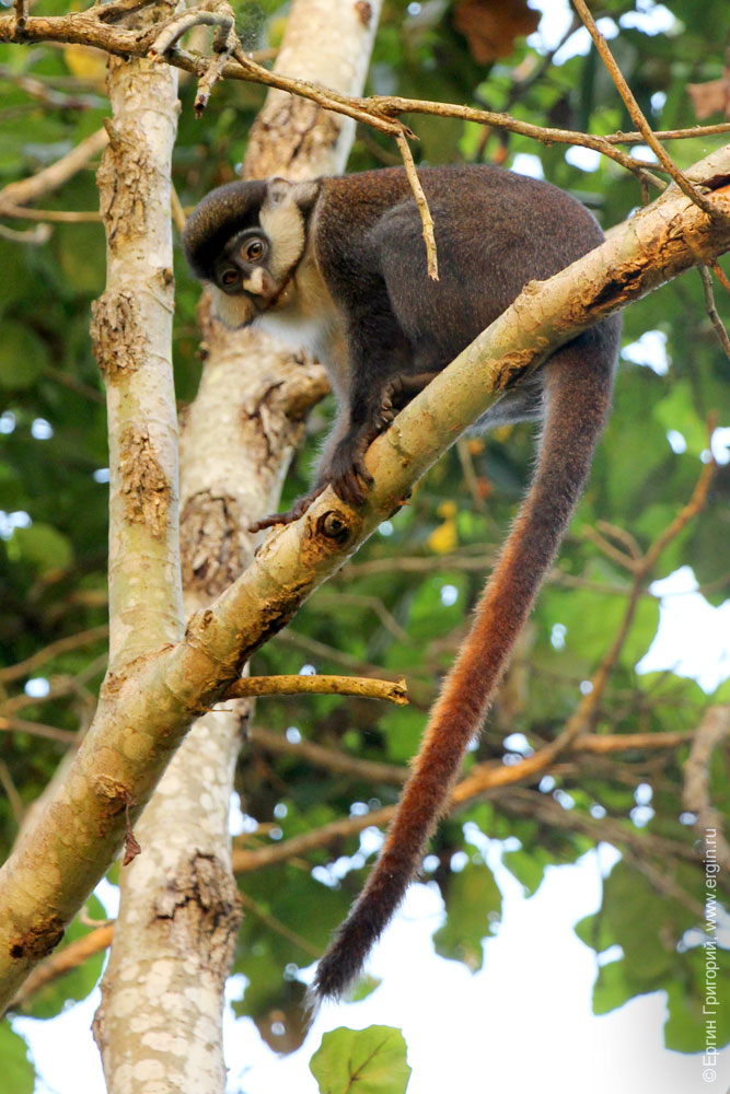 Краснохвостая обезьяна Уганда
