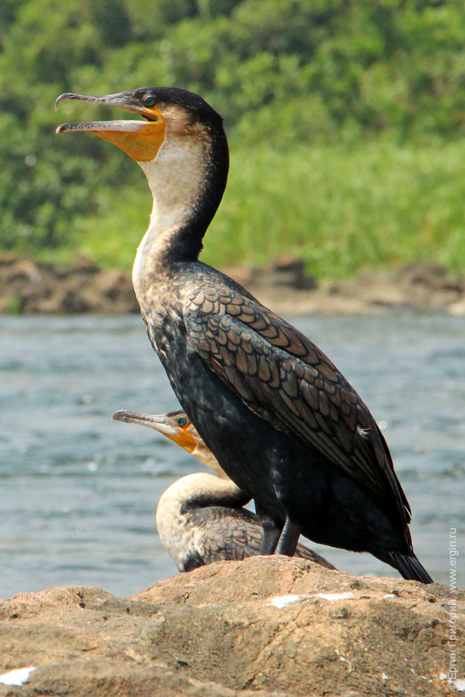 Great cormorant in Uganda river Nile