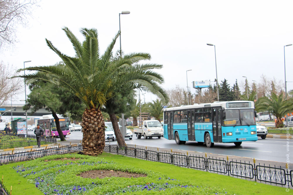 Пальмы и автобусы в Стамбуле
