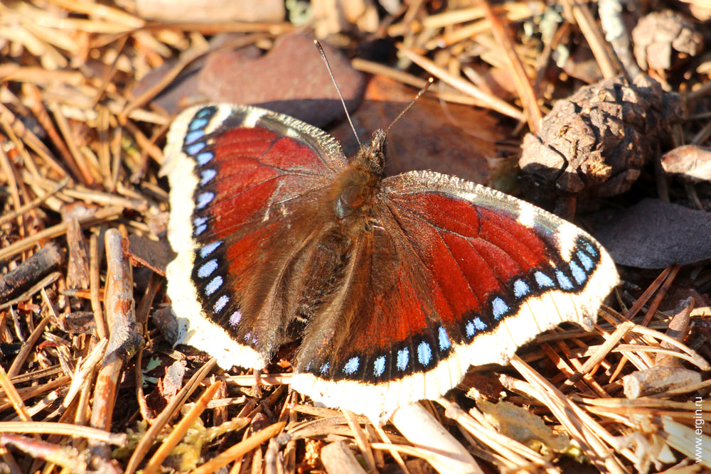 Осенняя бабочка в Лиексе