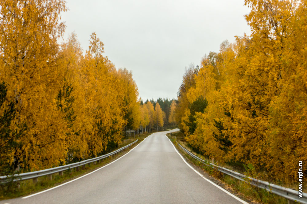 Желтая дорога осень