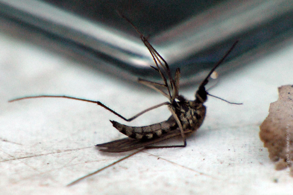 Смерть комара от антикомариной спирали