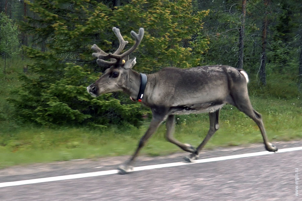 Финляндия олень на дороге