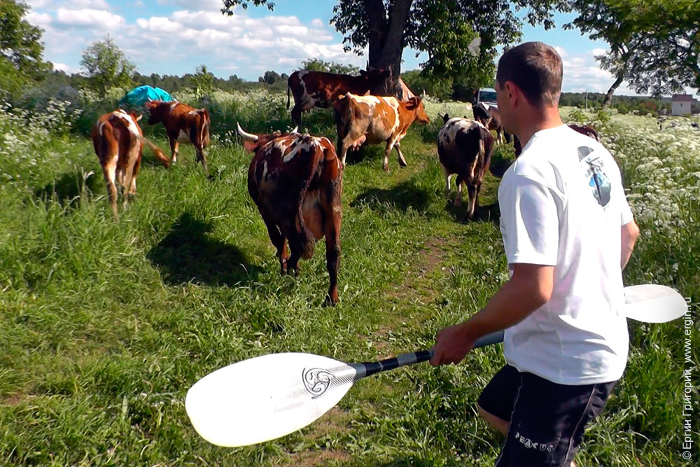 Каякер прогоняет коров веслом