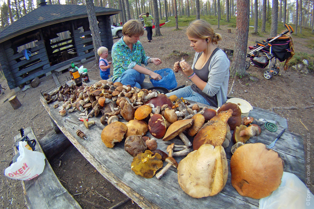 Множество грибов в Финляндии недалеко от Лиексы