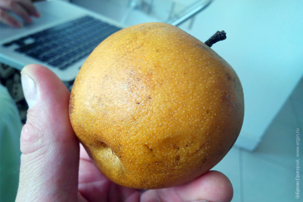 apple pear Грушеяблоко