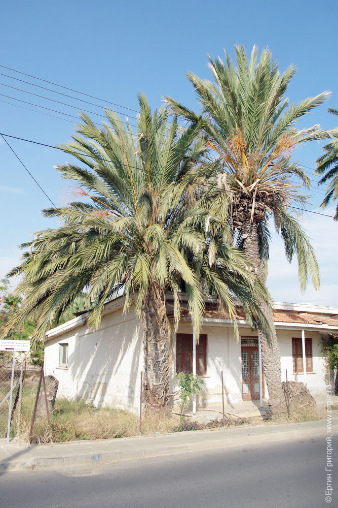 date palm финиковая пальма