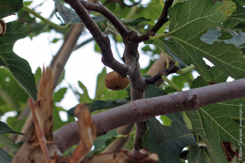 figs фиги инжир