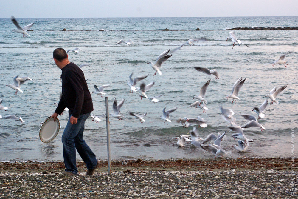 gulls eat fly Мужчина кормит чаек на Средиземном море на Кипре