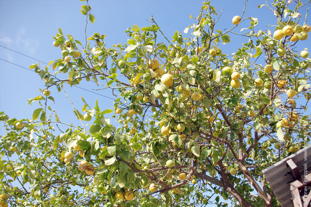 lemon tree Лимонное дерево на Кипре