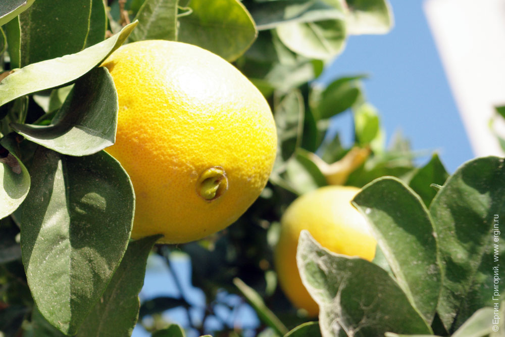 lemon Лимоны на ветке