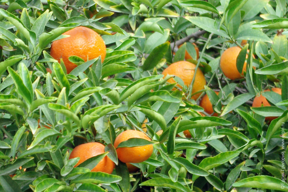 mandarin Мандарины на дереве
