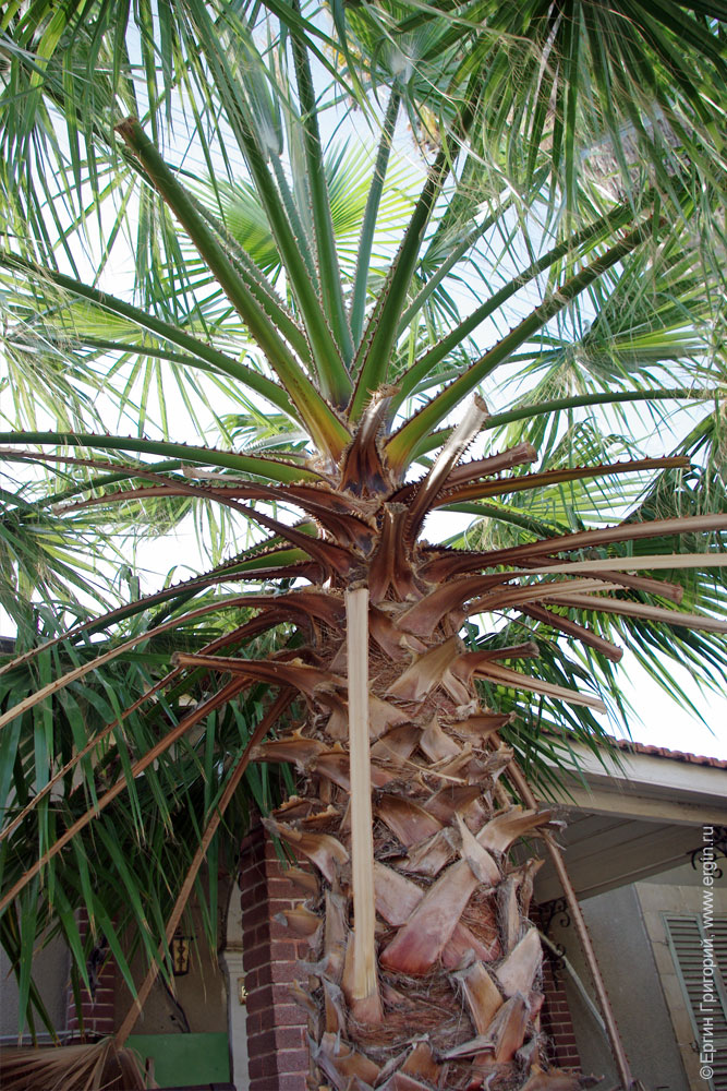 Усохшие ветви пальмы.