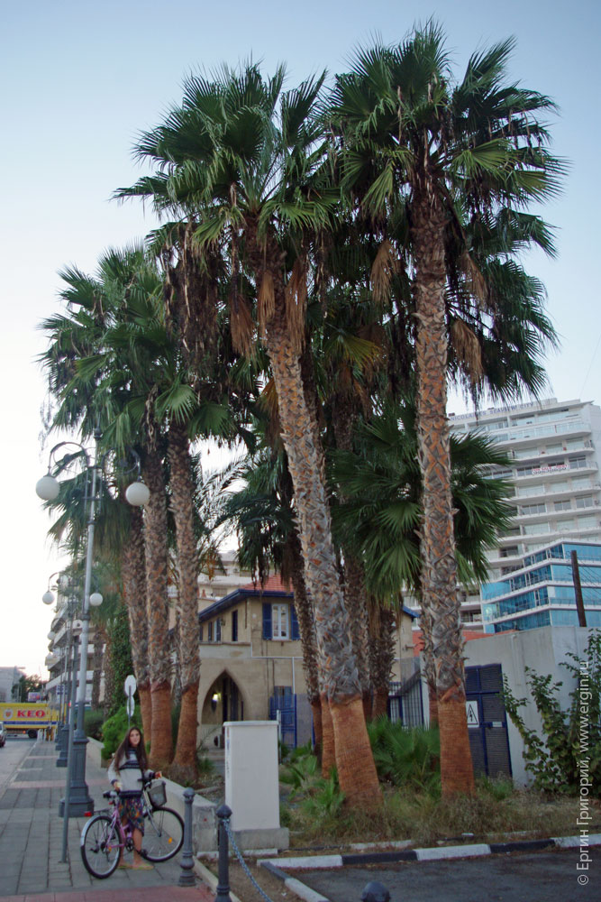 palms Пальмы на набережной в Ларнаке