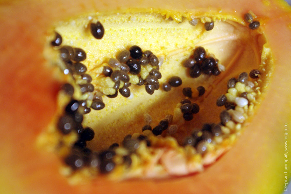 papaya семена папайи