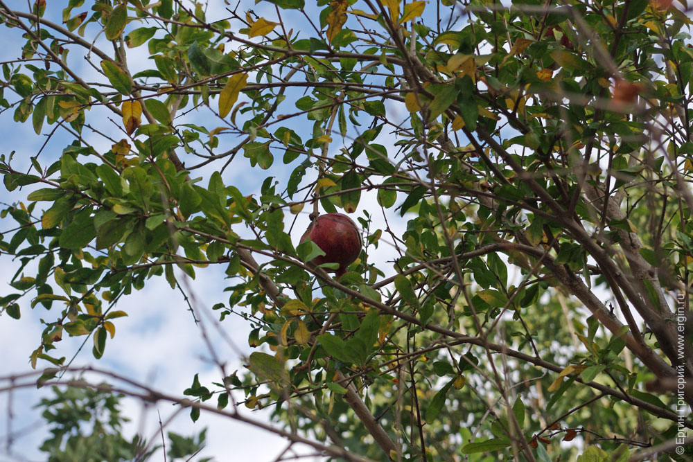 pomegranate Гранатовое дерево с плодами
