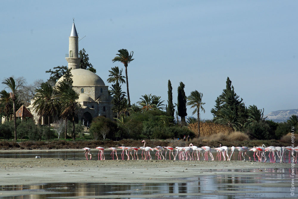 Кипр, Ларнака Фламинго у мечети Хала Султан Текке на Соляном озере