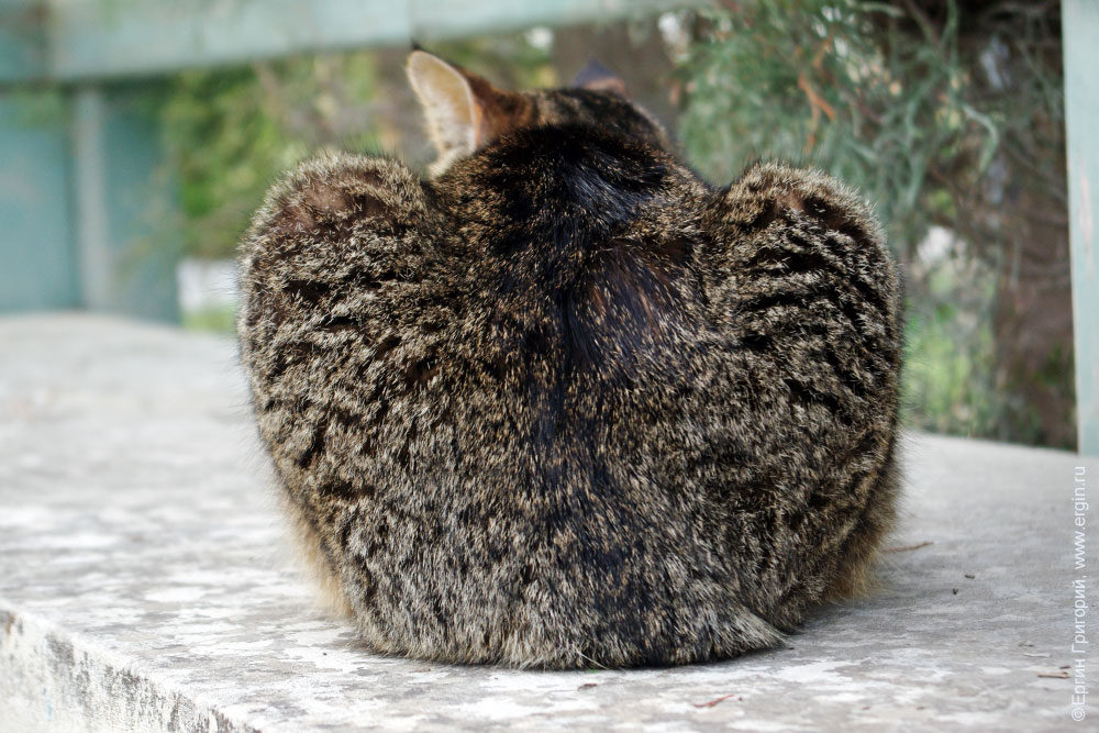 Волосатое яблоко кот в Ларнаке