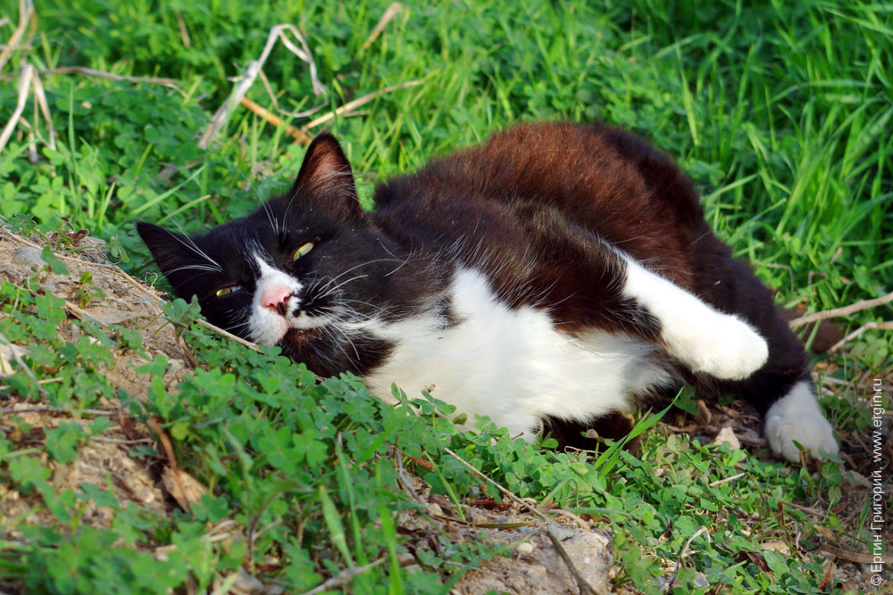 Котик балдеет на солнце Ларнака