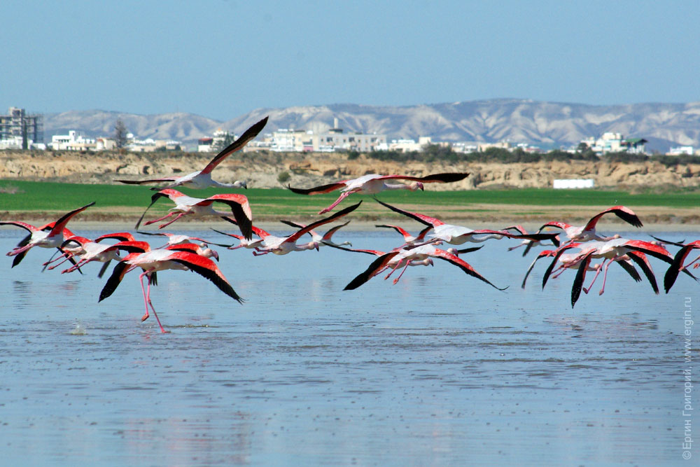 Летящие фламинго, Ларнака