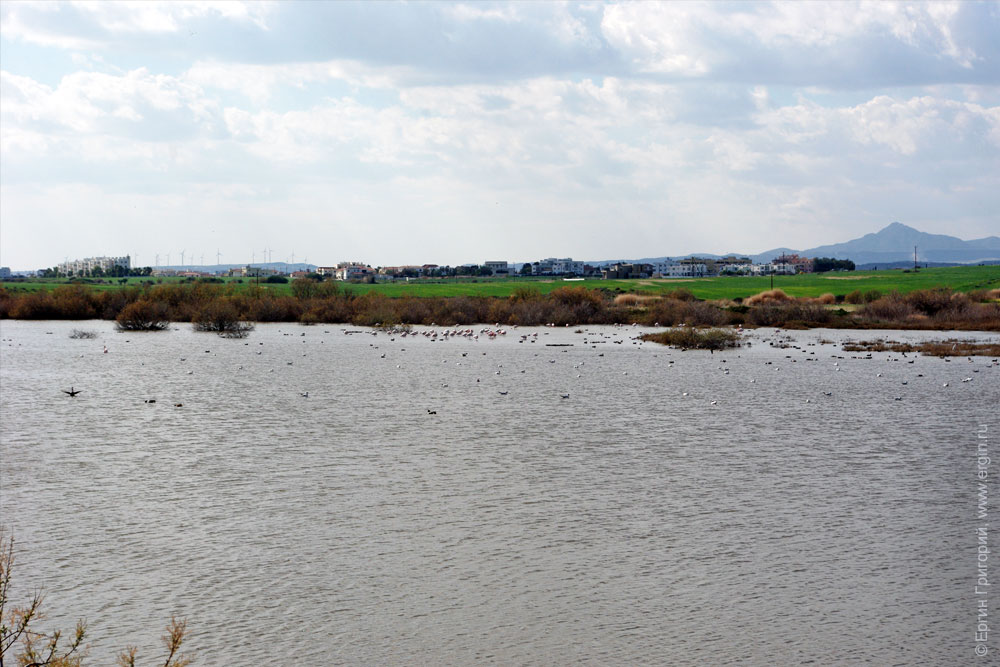 Озеро Ороклини с множеством редких птиц Ларнака