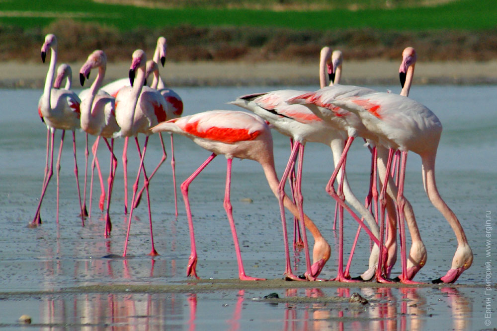 Едящие кормящиеся фламинго на Солняом озере Ларнака Кипр