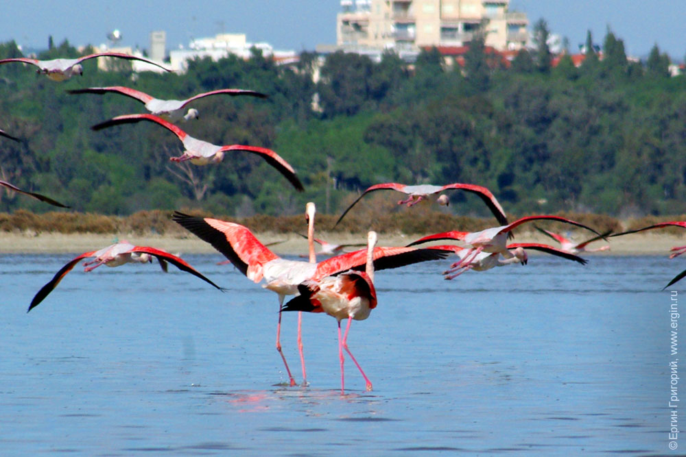 Кипр, взлетающие фламинго