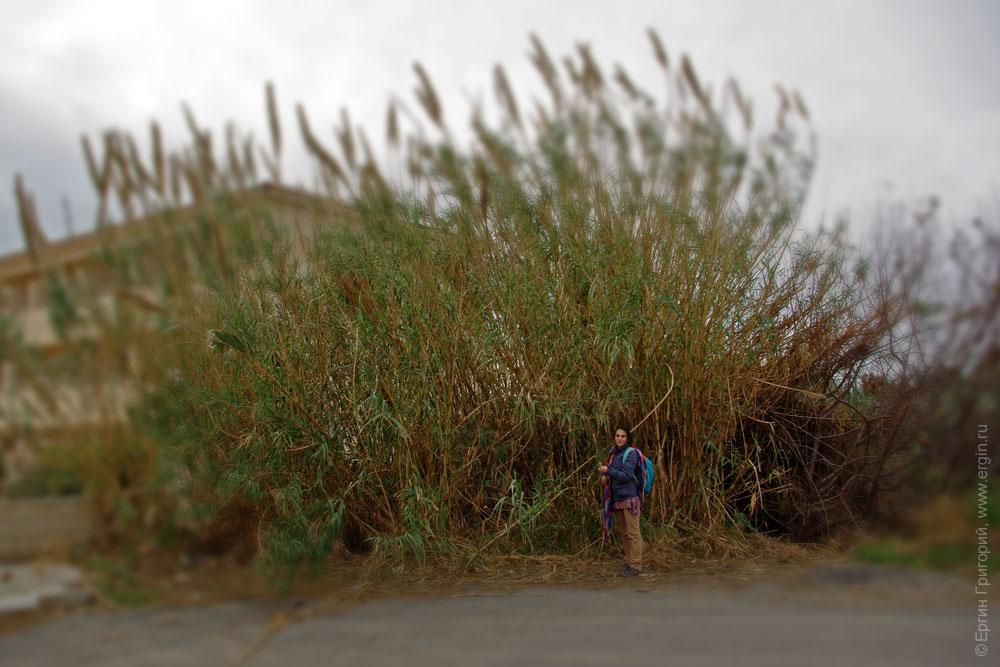 Заросли гигантских тростников Айя-Напа, Кипр