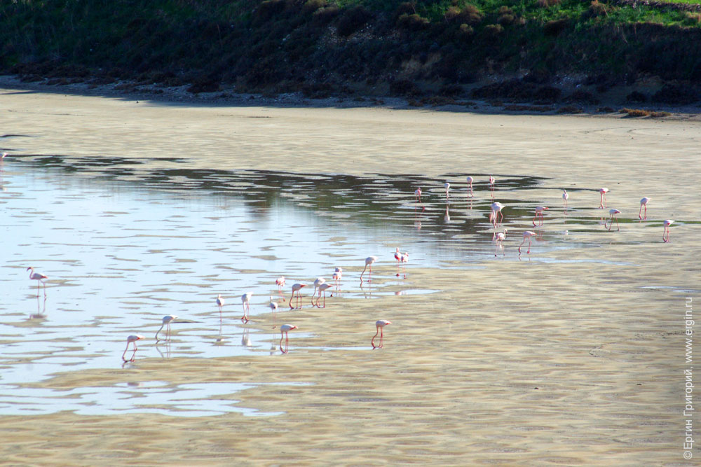 фламинго на озере Алики