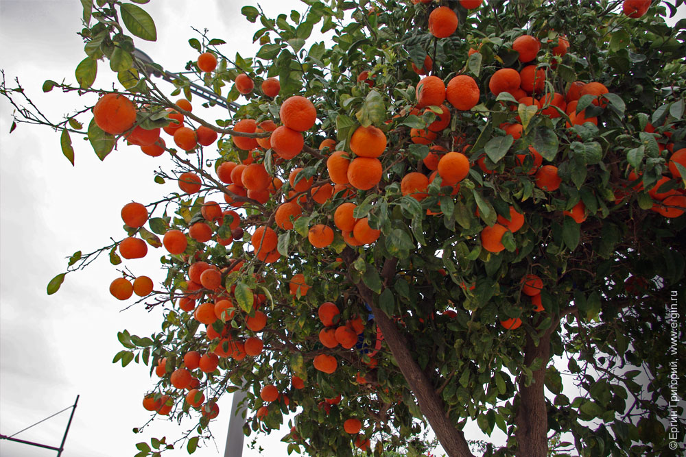 Апельсиновые деревья с апельсинами зима на Кипре