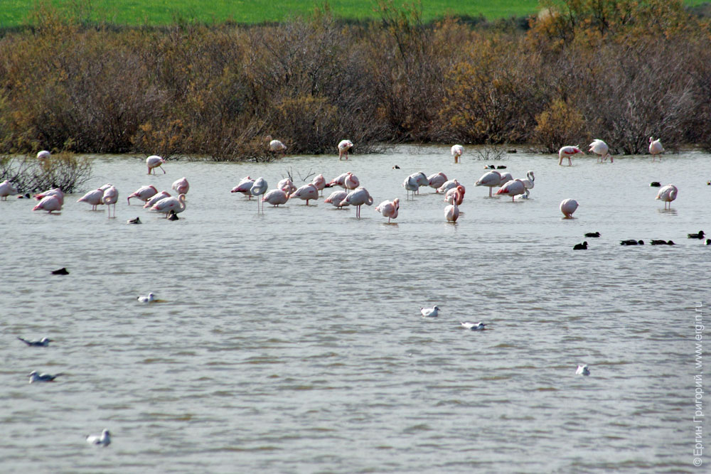 Фламинго на озере Ороклини Кипр