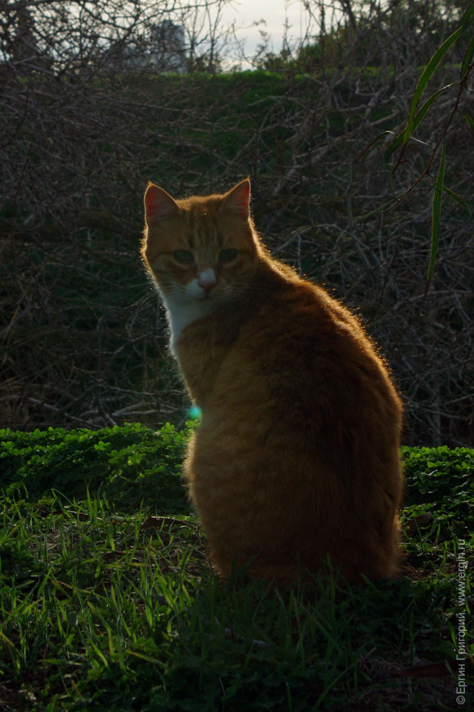 Закатный рыжий кот в Ларнаке