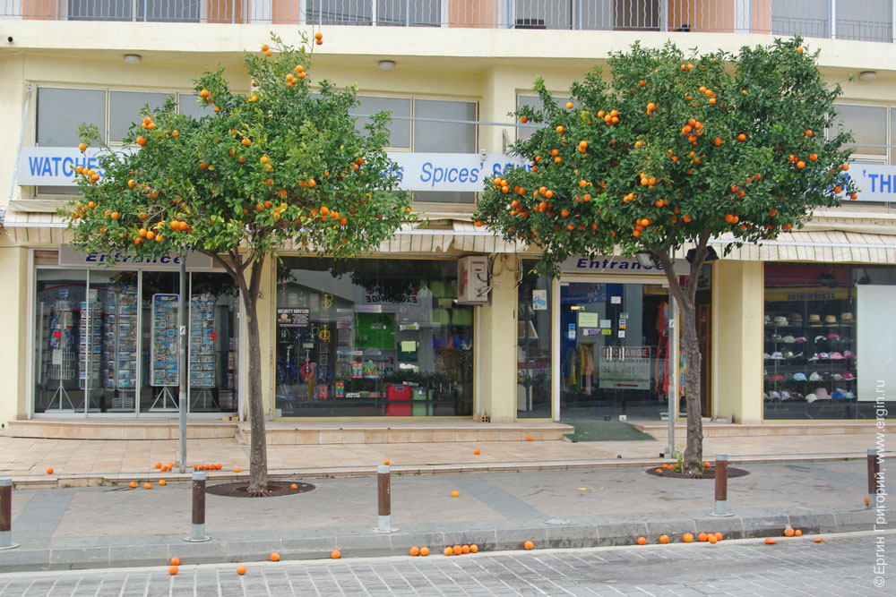 Апельсиновые деревья зимой в Айя-Напа