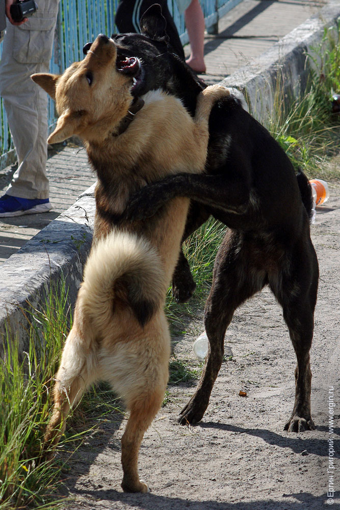 Страстные объятия собак на мосту в Тивдии