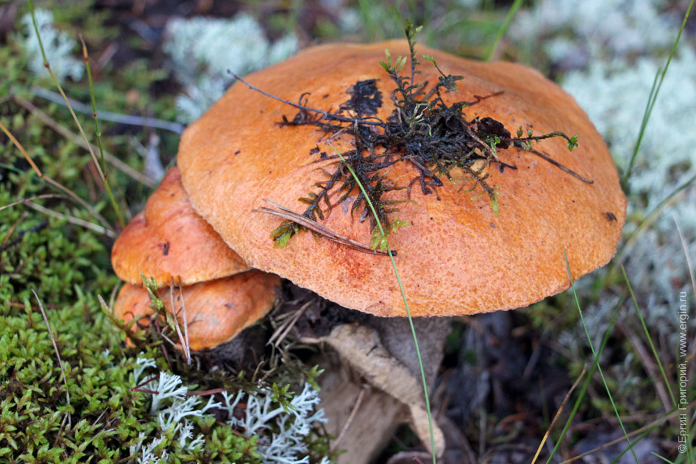 Красные грибы в Нейтикоски Финляндия 