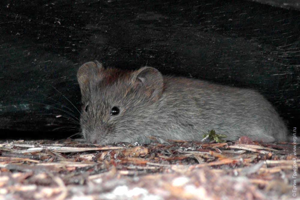 Мышь подо дном палатки в кемпинге Нейтикоски