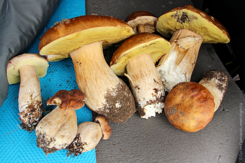 Белые грибы собранные по дороге к Лиексе