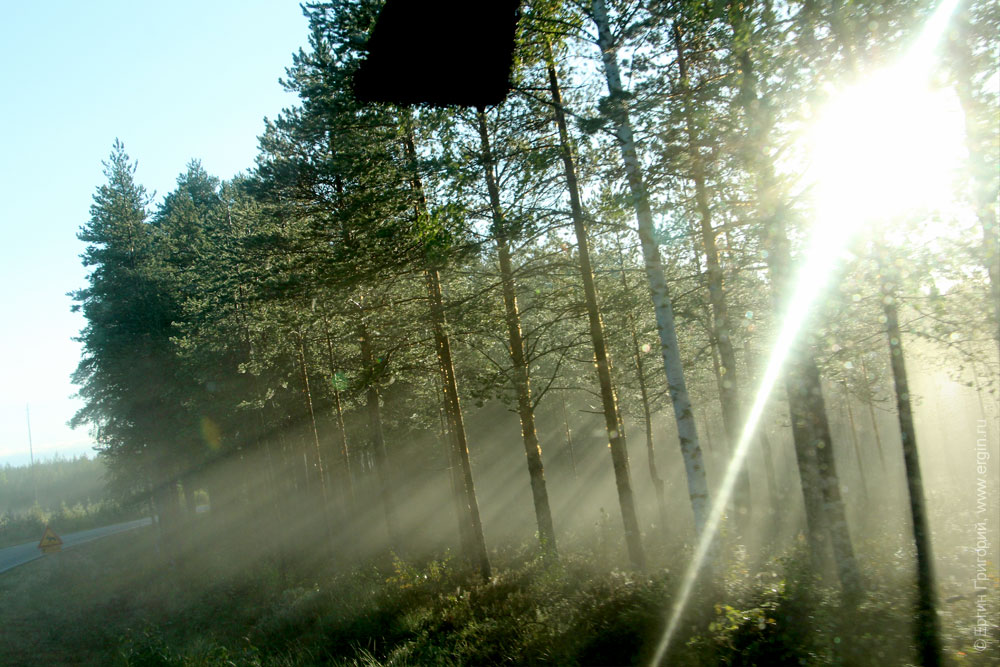Солнечные лучи бьют сквозь деревья в тумане
