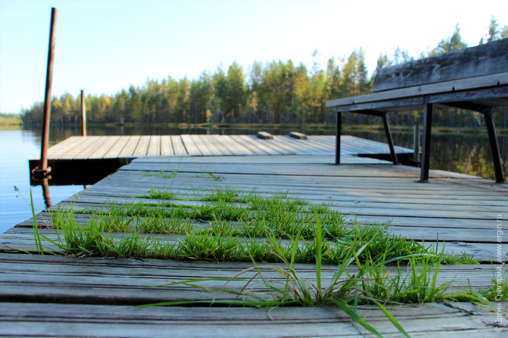 Трава проросла сквозь мостки на стоянке у озера по пути в Лиексу