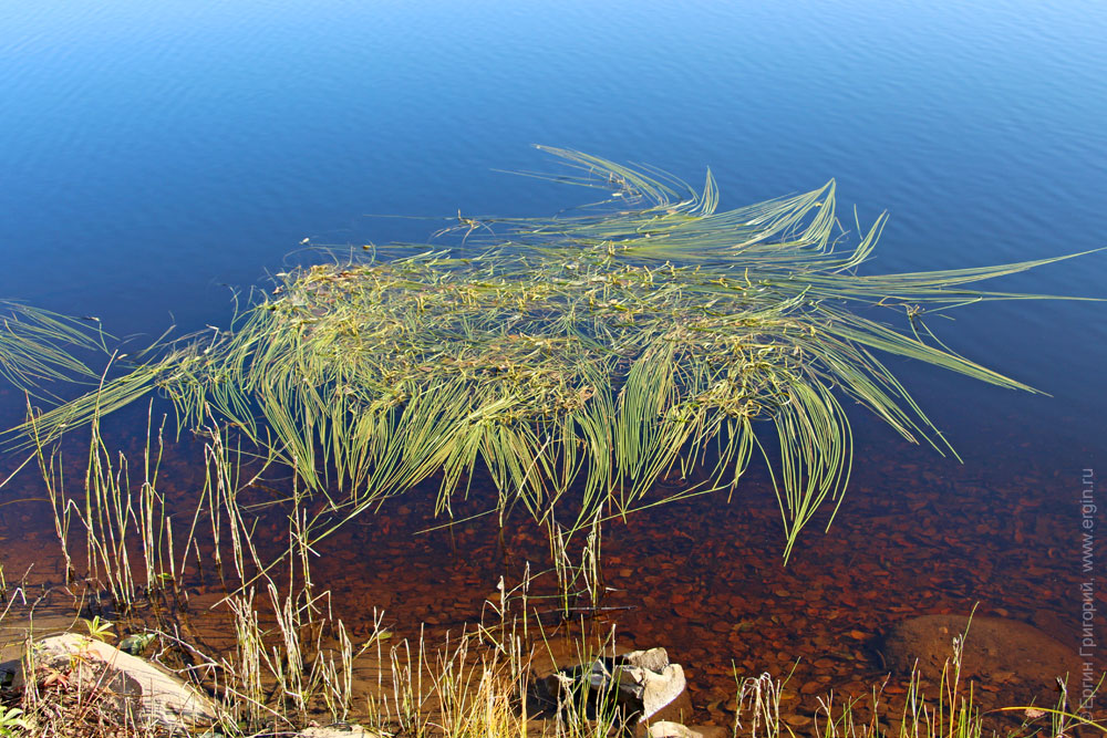 Водоросли и травы на воде реки Тивдийка
