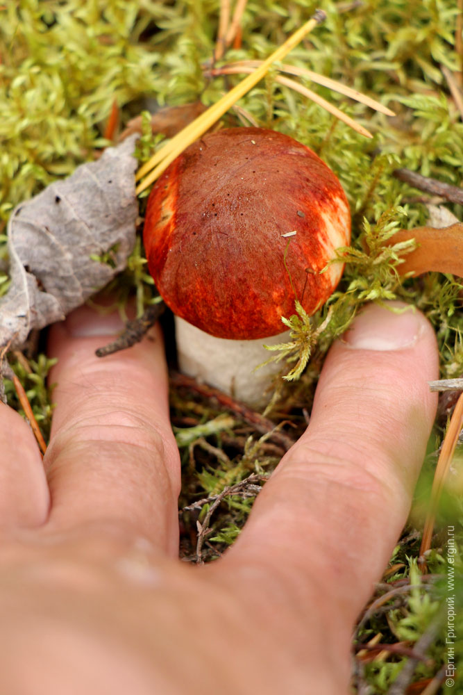 Маленький красный гриб кемпинг Нейтикоски ЛИекса